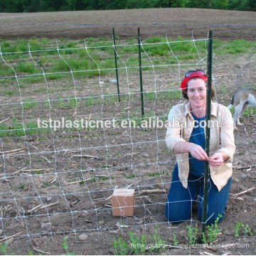 plantas trepadoras